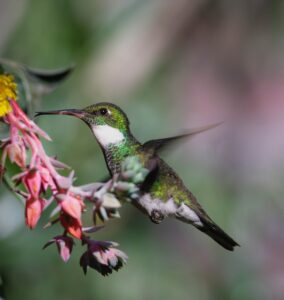 Hummingbird, Wild bird, Leucochloris albicollis image. Free for use.