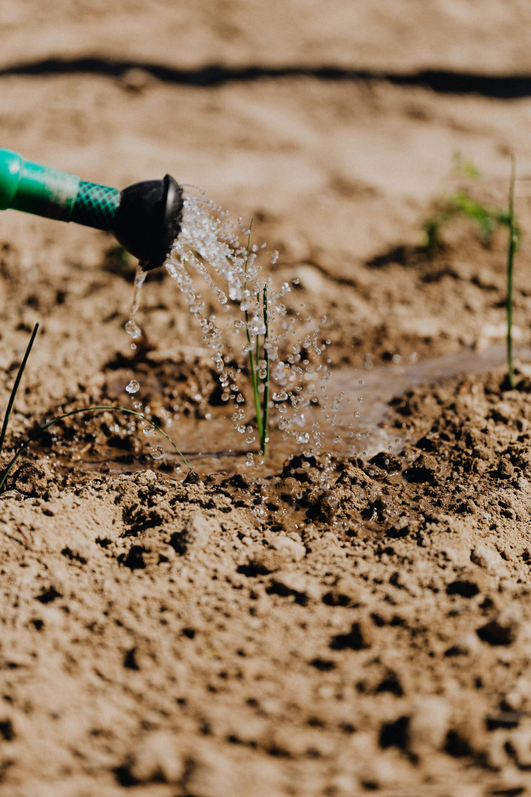 Beginner Gardening in Eastern Idaho - Town and Country Gardens