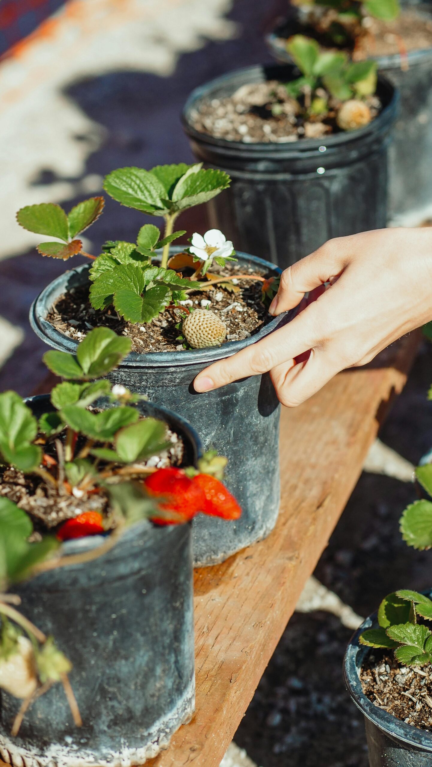 Beginner Gardening in Eastern Idaho - Town and Country Gardens